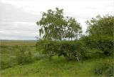 genus Betula