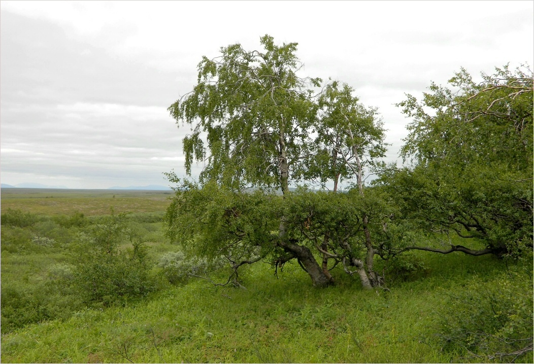 Image of genus Betula specimen.