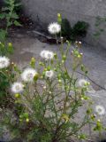 Senecio vulgaris