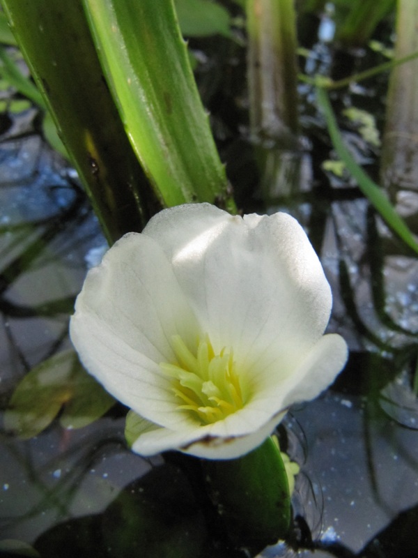 Изображение особи Stratiotes aloides.