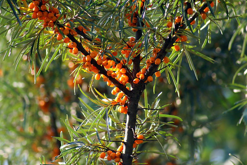 Image of Hippophae rhamnoides specimen.