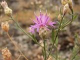 Centaurea pseudoleucolepis. Верхушка цветущего и плодоносящего растения. Украина, Донецкая обл., Володарский р-н, заповедник \"Каменные Могилы\", выходы гранита. 07.08.2011.