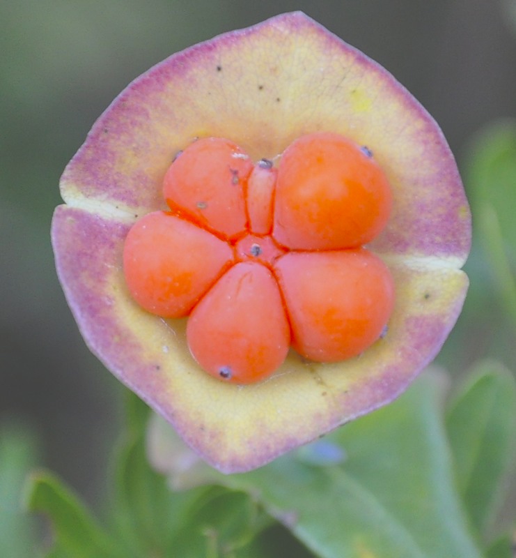 Image of Lonicera implexa specimen.