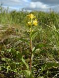 Solidago virgaurea подвид lapponica. Верхушка цветущего растения. Полярный Урал, долина руч. Воргашор. 18.07.2011.