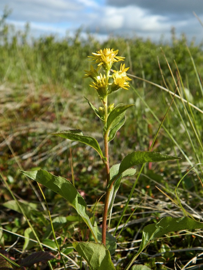 Image of Solidago virgaurea ssp. lapponica specimen.