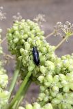 Ferula foetida. Neoplocaederus scapularis на плодах. Таджикистан, заповедник \"Тигровая балка\", центральная часть. 17.04.2011.