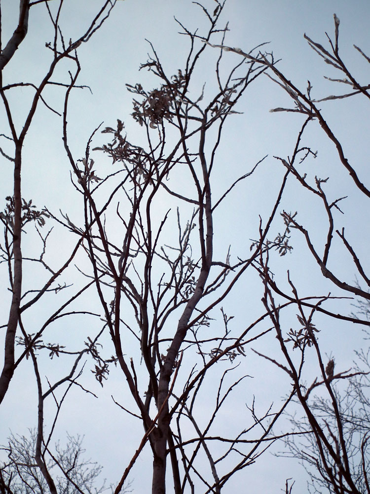 Изображение особи Salix gmelinii.