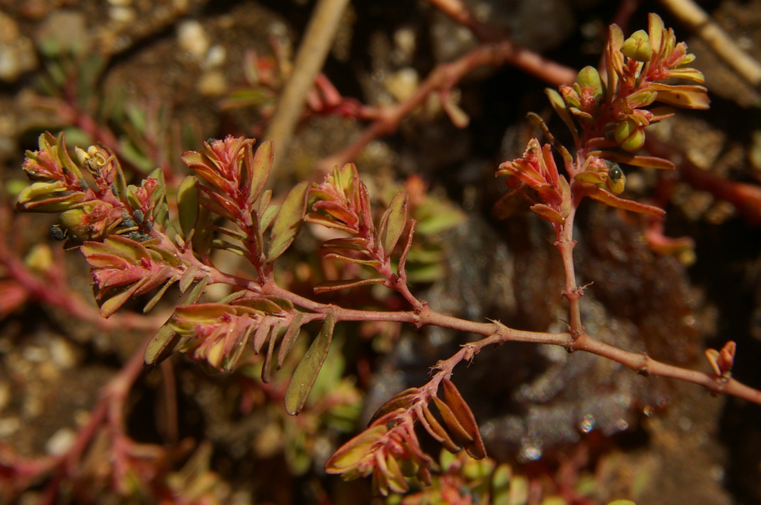 Image of Euphorbia glyptosperma specimen.