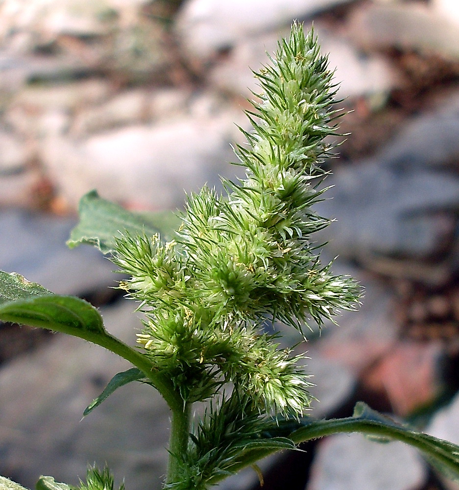 Изображение особи Amaranthus retroflexus.