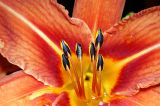 Hemerocallis × hybrida