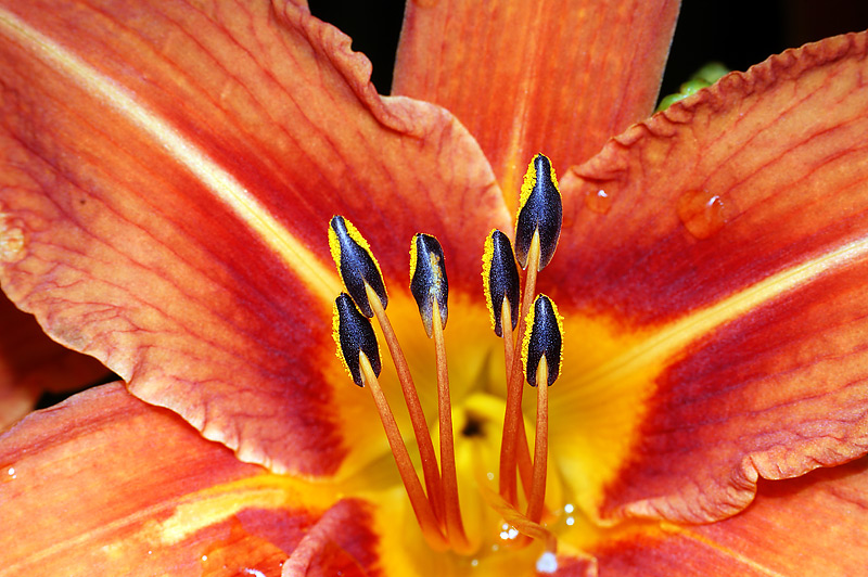 Image of Hemerocallis × hybrida specimen.