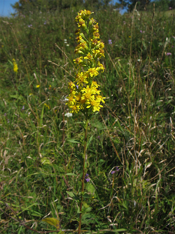 Изображение особи Solidago virgaurea.