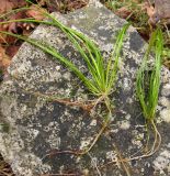 Isolepis fluitans