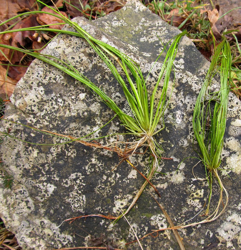 Изображение особи Isolepis fluitans.