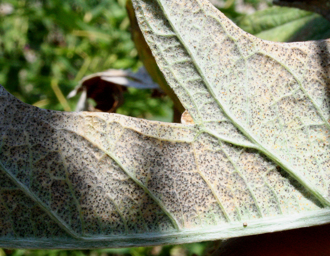 Image of Cynara scolymus specimen.