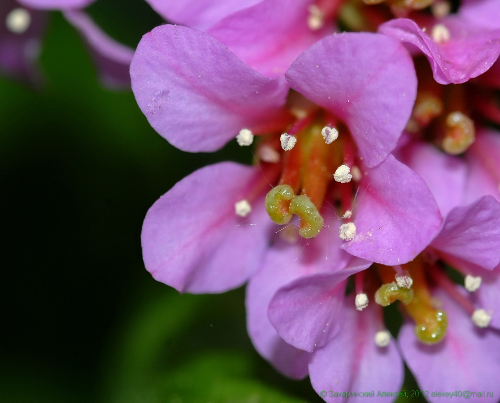 Image of Bergenia crassifolia specimen.