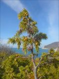 Juniperus deltoides