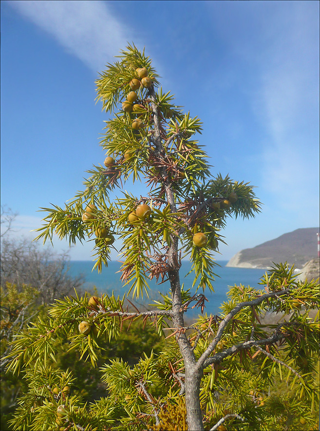 Изображение особи Juniperus deltoides.