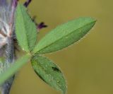 Trifolium dichroanthum