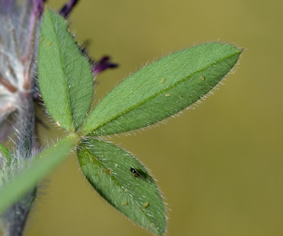Изображение особи Trifolium dichroanthum.