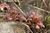 Epilobium adenocaulon. Розетки листьев. Ленинградская обл., Ломоносовский р-н, дер. Лопухинка, берег р. Лопухинка. 15.04.2012.