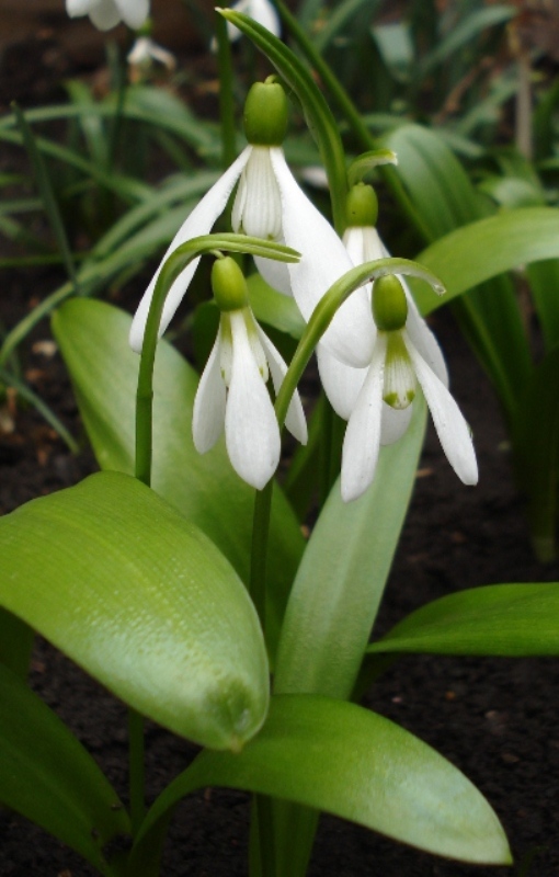 Image of Galanthus panjutinii specimen.
