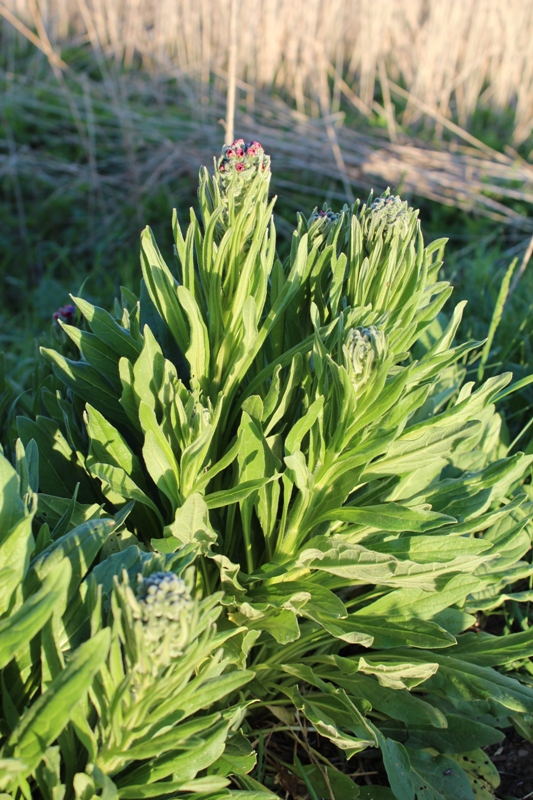 Image of Cynoglossum officinale specimen.