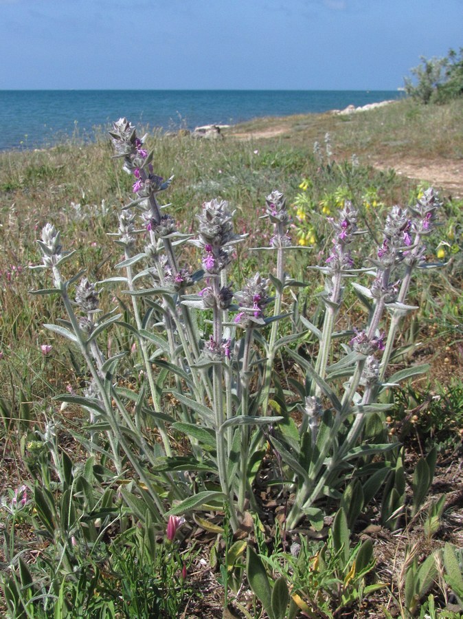 Изображение особи Stachys velata.