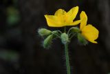 Chelidonium majus