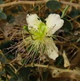 Capparis aegyptia. Цветок. Израиль, впадина Мёртвого моря, Эйн Бокек, вади нахаль Бокек в среднем течении. 01.05.2012.