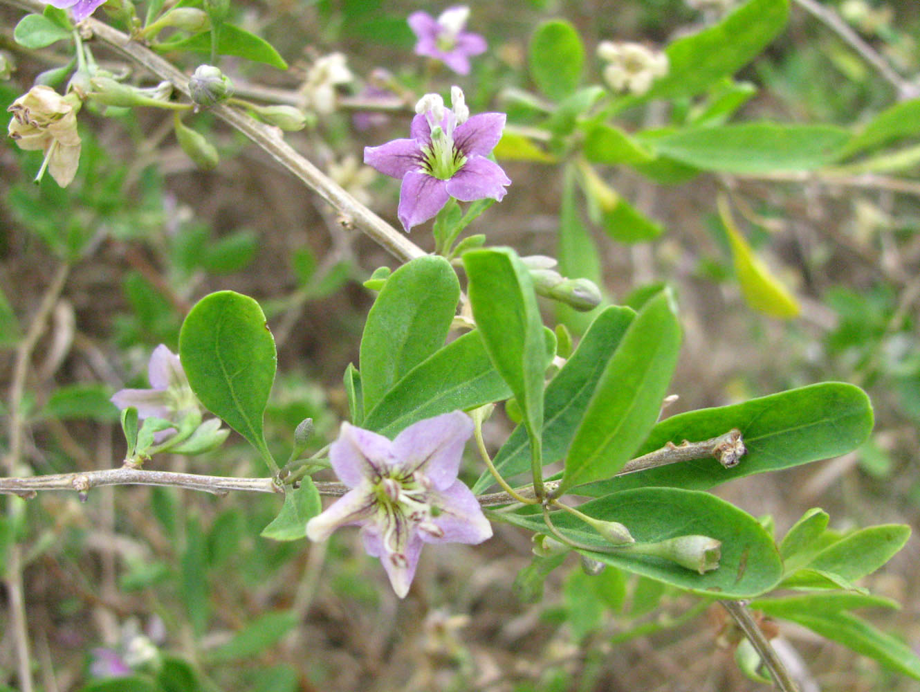 Image of Lycium barbarum specimen.