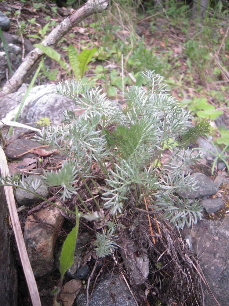 Изображение особи Anthemis marschalliana ssp. pectinata.