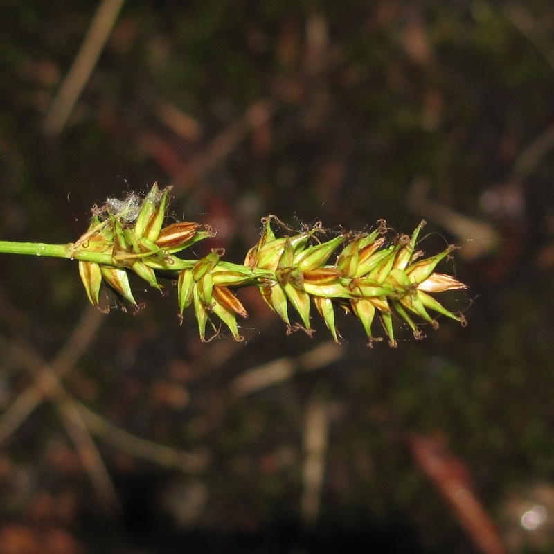 Изображение особи Carex spicata.