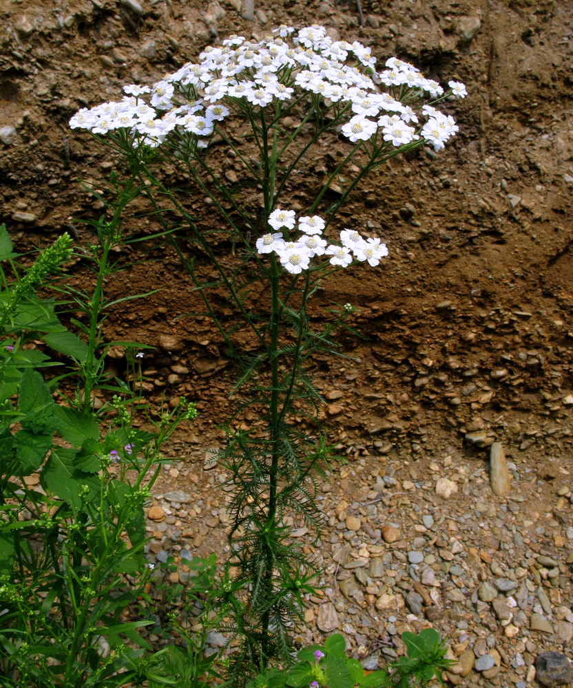 Изображение особи Achillea impatiens.