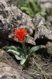 Tulipa greigii. Цветущее растение. Южный Казахстан, хр. Боролдайтау, гора Нурбай; 1200 м н.у.м. 23.04.2012.
