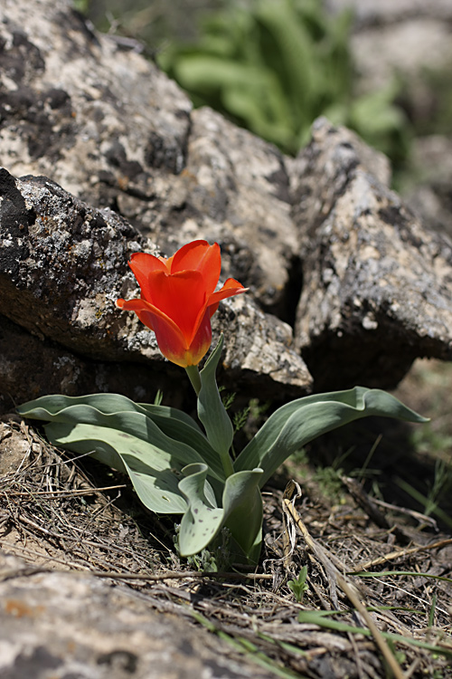 Image of Tulipa greigii specimen.