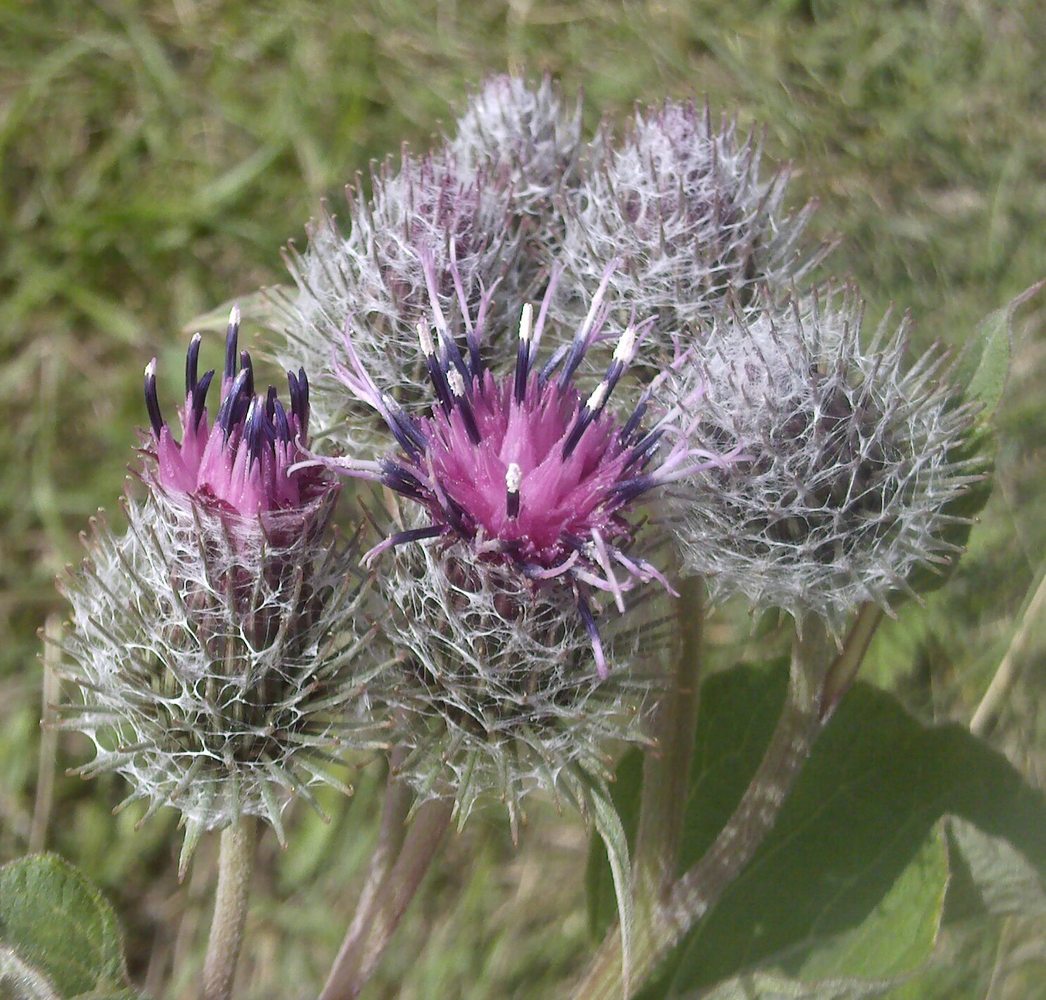 Изображение особи Arctium tomentosum.