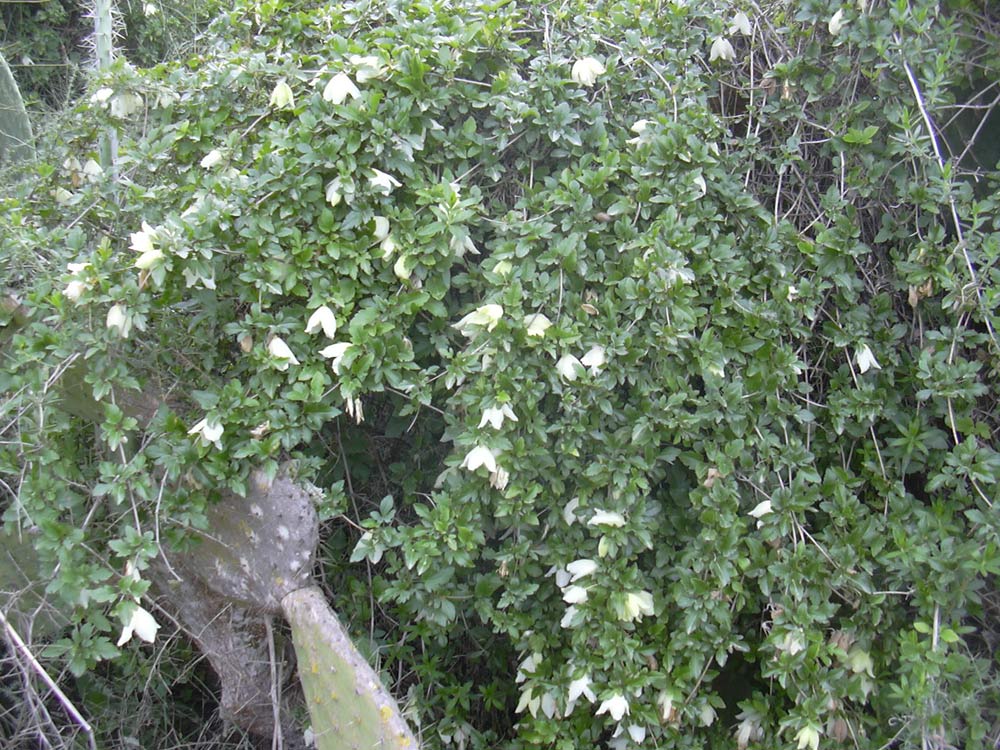 Изображение особи Clematis cirrhosa.