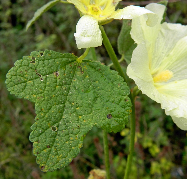 Image of Alcea rosea specimen.