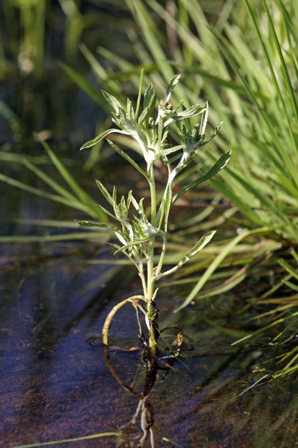Image of Gnaphalium uliginosum specimen.