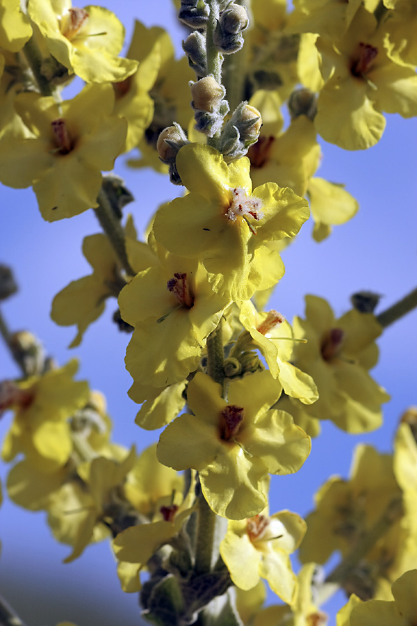 Изображение особи Verbascum songaricum.