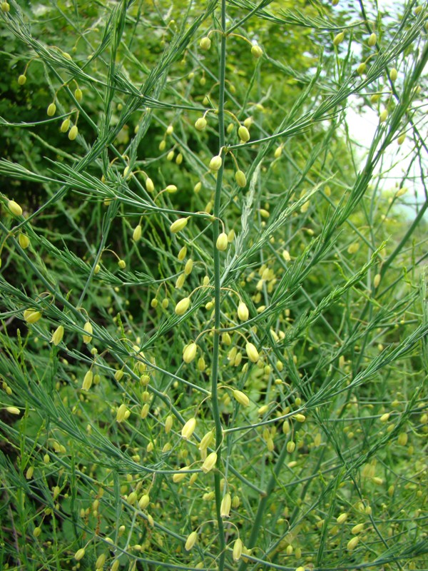 Image of Asparagus officinalis specimen.