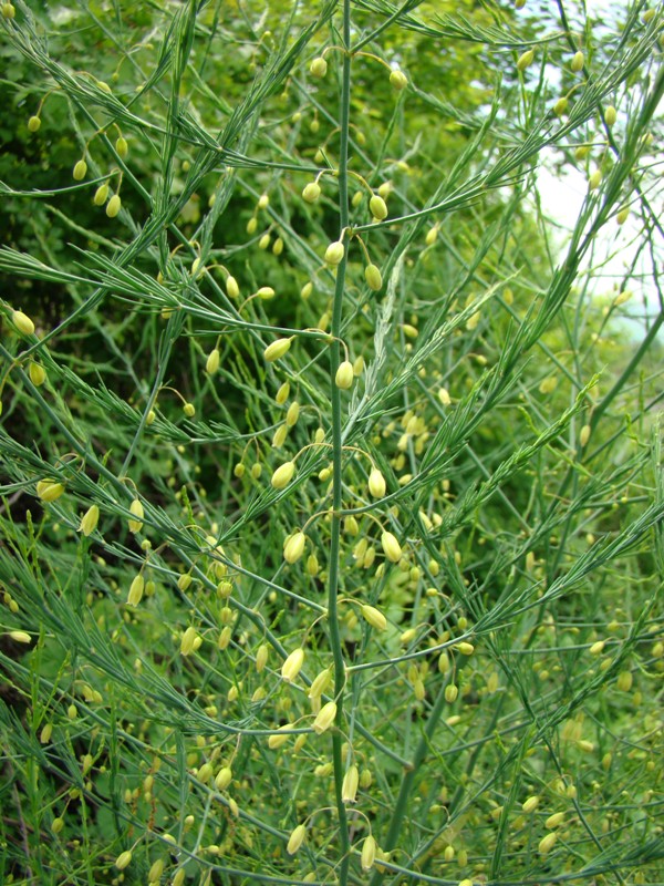 Изображение особи Asparagus officinalis.