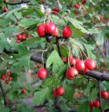 род Crataegus. Соплодия. Венгрия, г. Будапешт, городской парк Варошлигет. 01.09.2012.