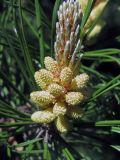 Pinus mugo