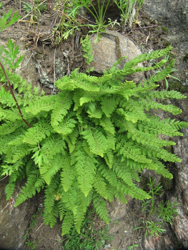 Image of Woodsia ilvensis specimen.