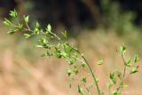 Thalictrum minus