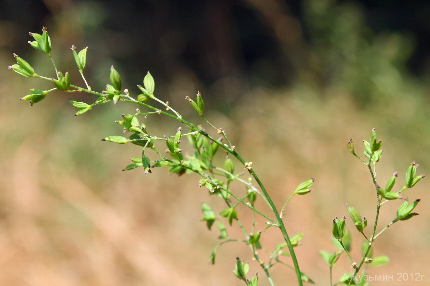 Image of Thalictrum minus specimen.