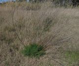 Foeniculum vulgare. Вегетирующее растение с отрастающей прикорневой розеткой листьев и сохранившимися с лета цветоносами. Испания, г. Валенсия, Альбуфера (Albufera de Valencia), окрайка рисового поля. 6 апреля 2012 г.