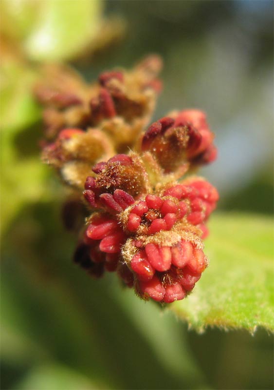 Изображение особи Alectryon tomentosum.